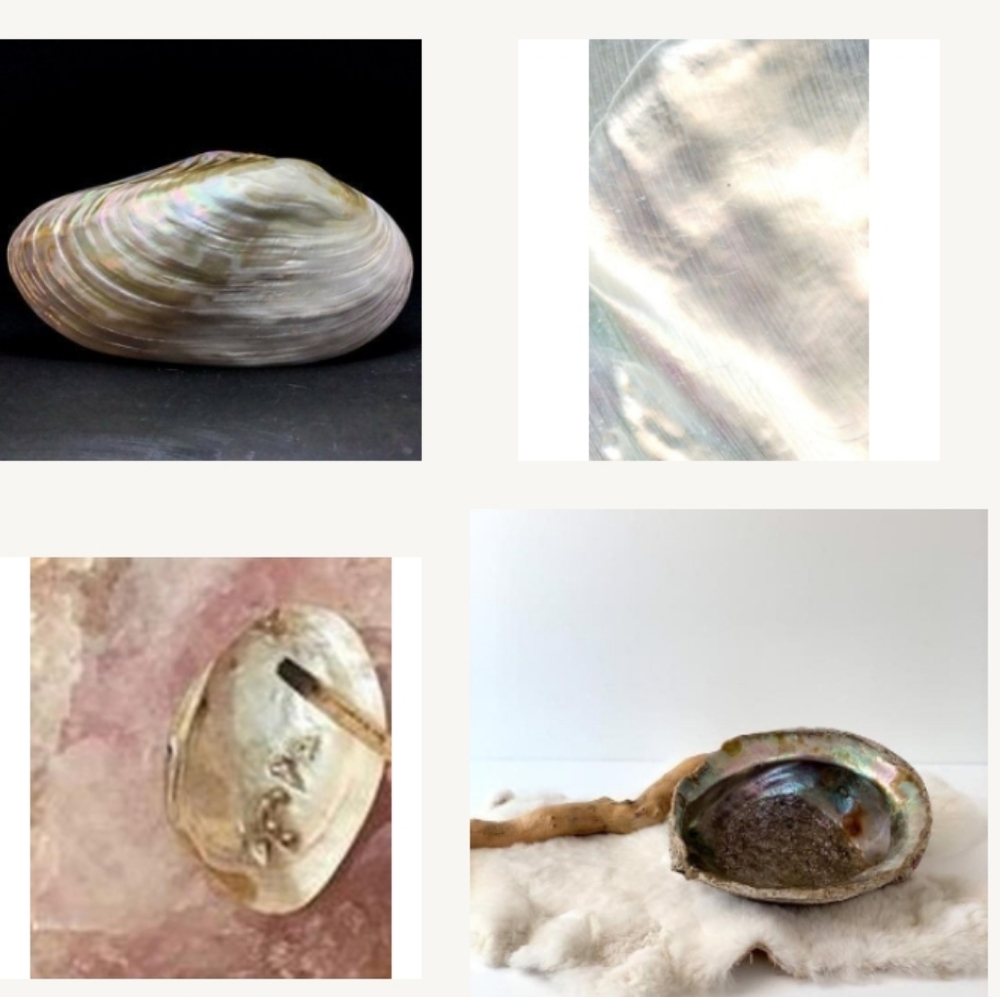 Abalone Shells